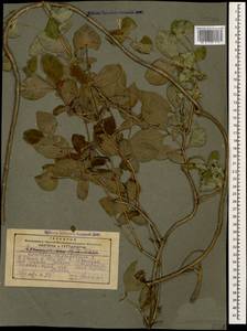 Lonicera caprifolium L., Caucasus, Georgia (K4) (Georgia)