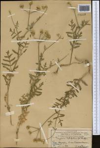 Turgenia latifolia (L.) Hoffm., Middle Asia, Western Tian Shan & Karatau (M3) (Kazakhstan)