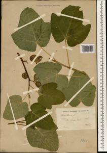 Ficus carica, South Asia, South Asia (Asia outside ex-Soviet states and Mongolia) (ASIA) (Iran)