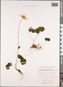 Dolichorrhiza renifolia (C. A. Mey.) Galushko, Caucasus, Stavropol Krai, Karachay-Cherkessia & Kabardino-Balkaria (K1b) (Russia)
