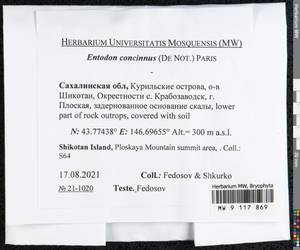Entodon concinnus (De Not.) Paris, Bryophytes, Bryophytes - Russian Far East (excl. Chukotka & Kamchatka) (B20) (Russia)