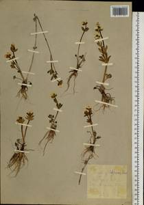 Ranunculus sulphureus Sol. ex J. B. Phipps, Siberia, Chukotka & Kamchatka (S7) (Russia)