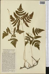 Gymnocarpium disjunctum (Rupr.) Ching, America (AMER) (United States)