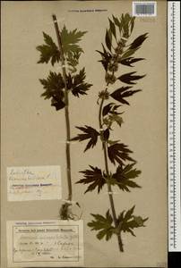Leonurus quinquelobatus Gilib., Caucasus, Azerbaijan (K6) (Azerbaijan)