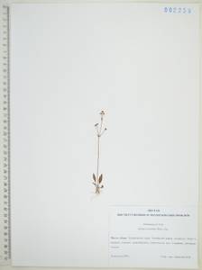 Alisma plantago-aquatica subsp. orientale (Sam.) Sam., Siberia, Russian Far East (S6) (Russia)