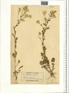 Barbarea vulgaris W. T. Aiton, Eastern Europe, Moscow region (E4a) (Russia)