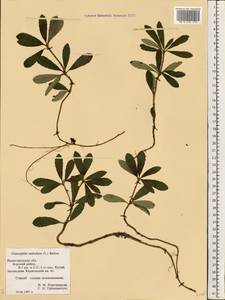 Chimaphila umbellata (L.) W. P. C. Barton, Eastern Europe, Volga-Kama region (E7) (Russia)