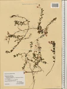 Vaccinium oxycoccos L., Eastern Europe, Western region (E3) (Russia)