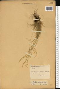 Festuca valesiaca Schleich. ex Gaudin, Eastern Europe, South Ukrainian region (E12) (Ukraine)