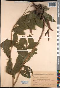 Lathyrus aureus (G.Lodd. ex Drapiez) D.Brândză, Caucasus, Krasnodar Krai & Adygea (K1a) (Russia)