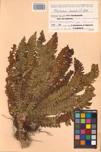 Polystichum lonchitis (L.) Roth, Siberia, Chukotka & Kamchatka (S7) (Russia)