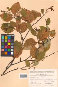 Betula schmidtii Regel, Siberia, Russian Far East (S6) (Russia)