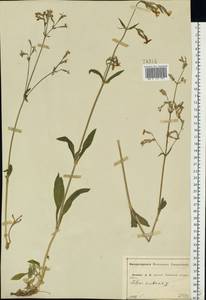 Silene nutans, Eastern Europe, Central forest-and-steppe region (E6) (Russia)