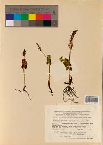 Botrychium lunaria (L.) Sw., Eastern Europe, West Ukrainian region (E13) (Ukraine)