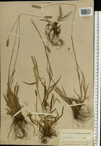 Phleum pratense L., Eastern Europe, North-Western region (E2) (Russia)