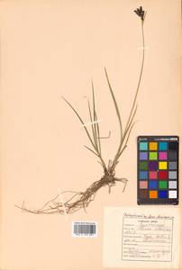 Carex eleusinoides Turcz. ex Kunth, Siberia, Russian Far East (S6) (Russia)