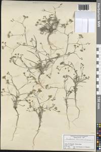Bupleurum turcicum Snogerup, South Asia, South Asia (Asia outside ex-Soviet states and Mongolia) (ASIA) (Turkey)