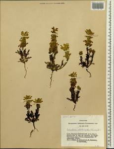 Pedicularis abrotanifolia M. Bieb. ex Steven, Siberia, Altai & Sayany Mountains (S2) (Russia)