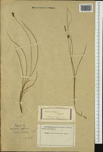 Carex extensa Gooden., Western Europe (EUR) (Not classified)
