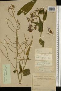 Hesperis sibirica L., Eastern Europe, Central forest-and-steppe region (E6) (Russia)