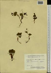 Rubus chamaemorus L., Siberia, Central Siberia (S3) (Russia)