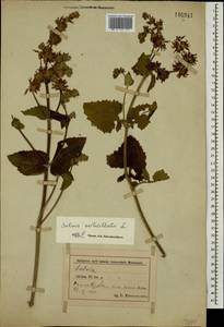 Salvia verticillata L., Caucasus, Azerbaijan (K6) (Azerbaijan)
