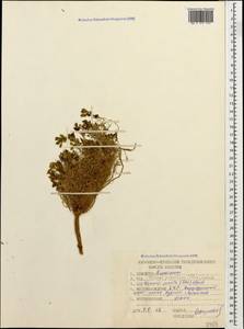 Noccaea pumila (Steven) Steud., Caucasus, Stavropol Krai, Karachay-Cherkessia & Kabardino-Balkaria (K1b) (Russia)