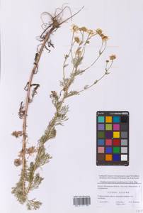 Tripleurospermum inodorum (L.) Sch.-Bip, Eastern Europe, Moscow region (E4a) (Russia)
