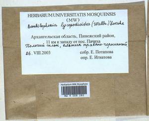 Barbilophozia lycopodioides (Wallr.) Loeske, Bryophytes, Bryophytes - European North East (B7) (Russia)