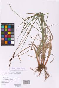 Carex flacca Schreb., Eastern Europe, Western region (E3) (Russia)
