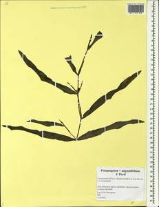 Potamogeton × angustifolius J.Presl, Eastern Europe, Western region (E3) (Russia)