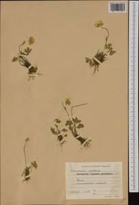 Ranunculus montanus Willd., Western Europe (EUR) (Bulgaria)