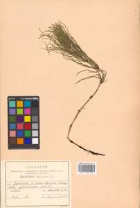 Equisetum arvense L., Siberia, Russian Far East (S6) (Russia)