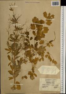 Thalictrum simplex L., Siberia, Yakutia (S5) (Russia)