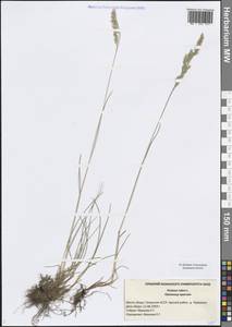 Festuca rubra L., Eastern Europe, Middle Volga region (E8) (Russia)
