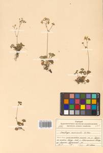 Micranthes nudicaulis (D. Don) Gornall & H. Ohba, Siberia, Russian Far East (S6) (Russia)