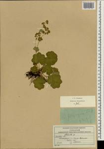 Alchemilla propinqua H. Lindb. ex Juz., Eastern Europe, Moscow region (E4a) (Russia)