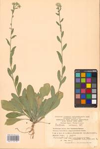 Berteroa incana (L.) DC., Eastern Europe, Eastern region (E10) (Russia)