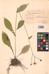 Crepis paludosa (L.) Moench, Eastern Europe, Moscow region (E4a) (Russia)
