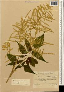 Aruncus dioicus (Walter) Fernald, Caucasus, South Ossetia (K4b) (South Ossetia)