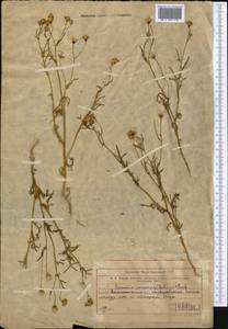 Senecio glaucus subsp. coronopifolius (Maire) C. Alexander, Middle Asia, Muyunkumy, Balkhash & Betpak-Dala (M9) (Kazakhstan)