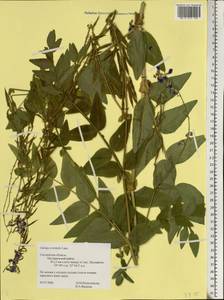 Galega orientalis Lam., Eastern Europe, Western region (E3) (Russia)