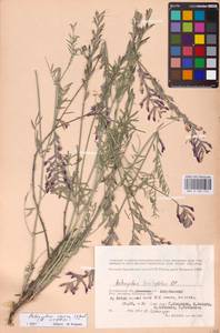 Astragalus varius S.G.Gmel., Eastern Europe, Lower Volga region (E9) (Russia)