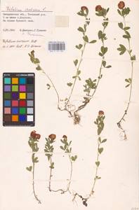 Trifolium aureum Pollich, Eastern Europe, West Ukrainian region (E13) (Ukraine)