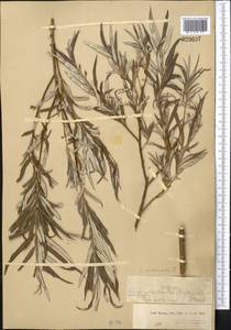 Salix viminalis L., Middle Asia, Muyunkumy, Balkhash & Betpak-Dala (M9) (Kazakhstan)