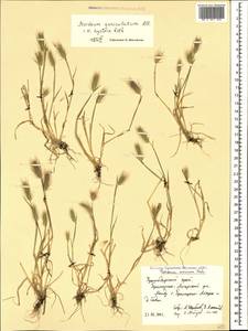 Hordeum marinum subsp. gussoneanum (Parl.) Thell., Caucasus, Krasnodar Krai & Adygea (K1a) (Russia)