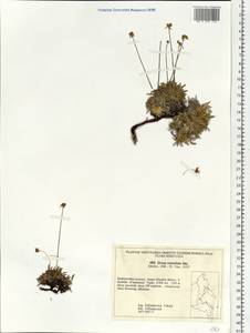 Dryas integrifolia subsp. crenulata (Juz.) Scoggan, Siberia, Russian Far East (S6) (Russia)