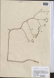 Palimbia turgaica Lipsky, Middle Asia, Muyunkumy, Balkhash & Betpak-Dala (M9) (Kazakhstan)