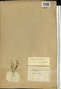 Astragalus physodes L., Eastern Europe, South Ukrainian region (E12) (Ukraine)