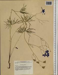 Delphinium grandiflorum L., Siberia, Russian Far East (S6) (Russia)
